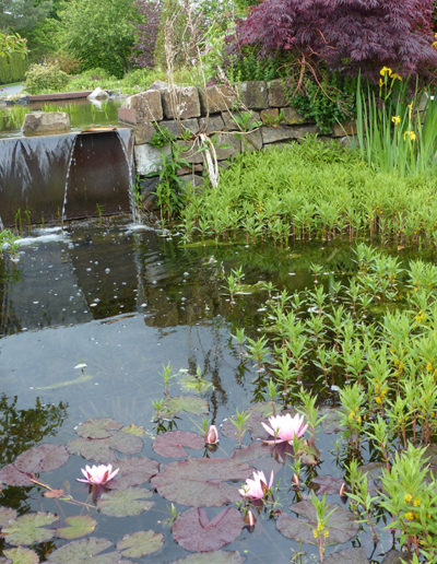 Lansmann: Gartenteich Bepflanzung