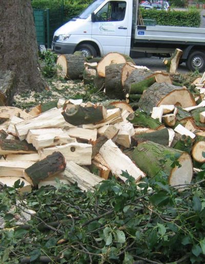 Lansmann: Baumfällung mit direkter Verarbeitung in kamingerechter Scheidlänge